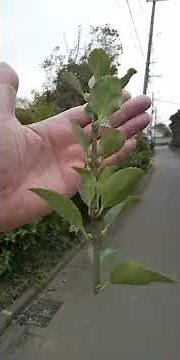 #254 ビートたけしの超常現象XファイルSPで放送された「浮遊する植物」の正体