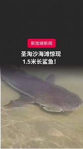 圣淘沙巴拉湾海滩9月1日惊现鲨鱼！ 一名目击者称：“当时一条约1.5米长的黑鳍礁鲨突然出现，海里的每个人都开始尖叫和喊叫。附近的救生员很快就看到了骚动，并立即挥舞红旗（表示）禁止游泳。” 圣淘沙发展公司（SDC）发言人9月3日指，在无人机检查确认那里不再发现鲨鱼后，沙滩的水上活动已于2日早上9时恢复。📹：取自脸书 #zaobaosg #新加坡 #新加坡新闻 #新加坡热门 #新加坡人 #新加坡生活 #圣淘沙 #海滩 #沙滩 #鲨鱼 #危险 #sgnews #singapore #sgtrending #singaporean #livinginsg #sglife #sentosa #palawanbeach #beach #shark #dangerous #trendingsingapore #trendingreels #viralsingapore #viralreels | Lianhe Zaobao 联合早报
