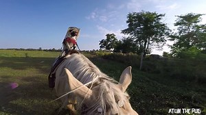 55K views · 945 reactions | "Just a PUG On A Horse" ~Atom GoPro FeiyuTech | Atom The Pug | Facebook
