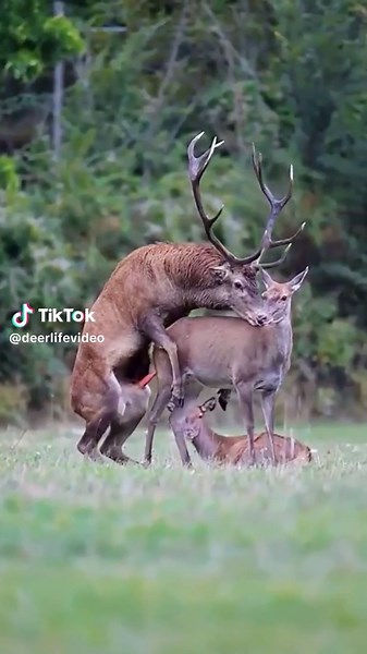 Interesting Animal Life in the United States
