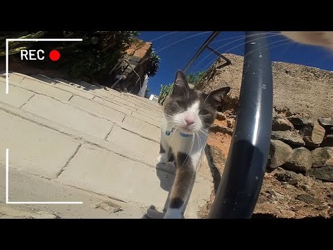 Cat With GoPro Shows You The Secret Life Of Cats + Fight With a Dog