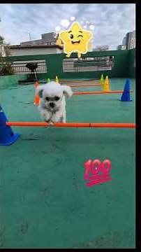 꼬하네 가을운동회(놀기 딱 좋은 날)#어질리티놀이#꼬미#하니#강아지일상