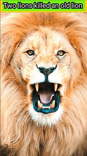 The lion king roaring and growling loud.. ROAR 2024