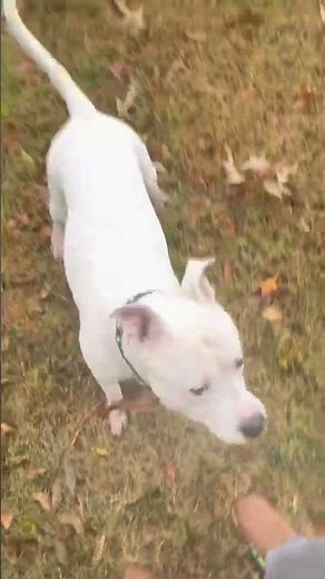 A Love Story Between Man and Dog