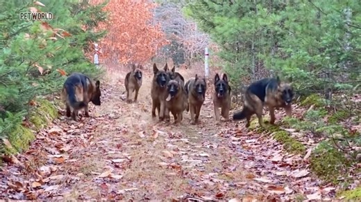 The world biggest GSD kennel 🔥🐾💙 : : : : : : : #dog #petworld #doglover #gsd #germanshepherd | Pet world
