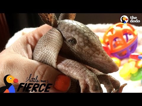 Tiny Armadillo Is Obsessed With Taking Baths | The Dodo Little But Fierce