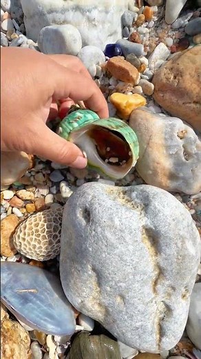 Sea Agate and Sea Crystal: Finding Hidden Treasures on the Shore and rare pearl