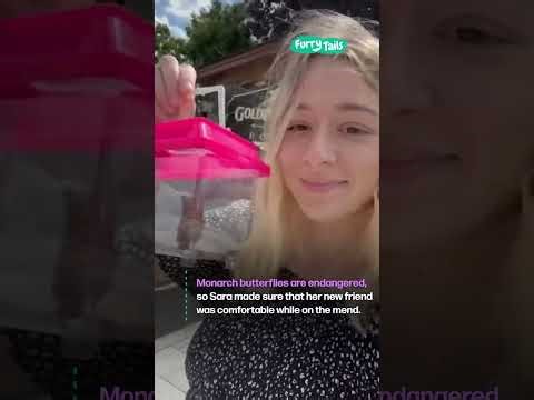 How I became best friends with a butterfly 🦋