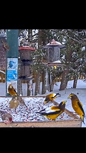 36K views · 2.5K reactions | ❄ A winter finch wonderland on the Ontario FeederWatch Cam! Electric-yellow Evening Grosbeaks and a handful of Pine Siskins joined a frenzied flock of Redpolls at the feeders. Watch and listen to the action as snow flurries fall from the sky. See them LIVE at AllAboutBirds.org/FeederWatchCam | Bird Cams | Facebook