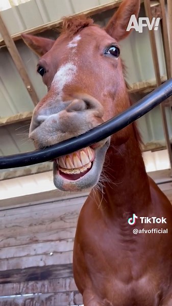 Smile, you're on camera 😁🐴 #afv