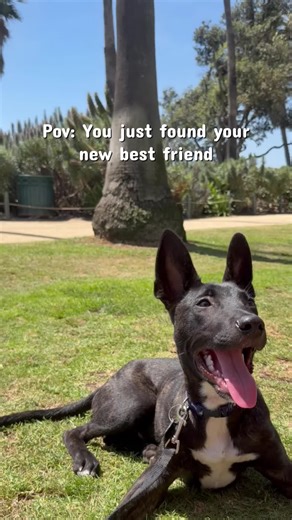 Living his best Westside life until he finds his furever home. 🌴 Rigatoni is a 3-month-old Malinois mix who is fully potty trained, knows and can hold commands, and is 100% a good boy. DM me to adopt! #puppylove #malinois #adoptdontshop #fosterdog #losangeles