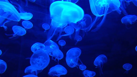 Underwater World. Cinematic Ambient #backgroundmusic by @beardmusicstock It's free to download. #ambient #cinematic #noncopyrightmusic #royaltyfree