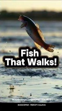 The Mudskipper: The Incredible Fish That Walks on Land