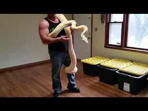 Reticulated Pythons
