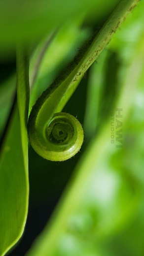 The Beauty of a Birds-Nest Fern Unfolding In this captivating time-lapse video, we present the enchanting sight of a Birds Nest Fern unfurling its delicate fronds. Prepare to be amazed as this natural wonder gradually reveals its intricate beauty, showcasing nature's incredible artistry in motion. Watch closely as the fern's lush foliage gracefully expands, creating a breathtaking spectacle that will leave you in awe. Whether you're a nature enthusiast, a plant lover, or simply appreciate the wo