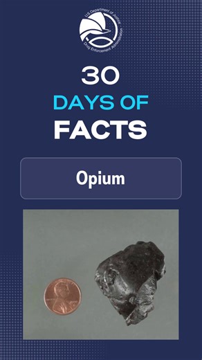 Opium is a highly addictive narcotic that is extracted from the poppy plant. The opium poppy is the key ingredient for many narcotics, including morphine, codeine, and heroin. #DEADrugFacts https://www.getsmartaboutdrugs.gov/sites/default/files/2024-12/Opium-Drug-Fact-Sheet.pdf | Drug Enforcement Administration - DEA