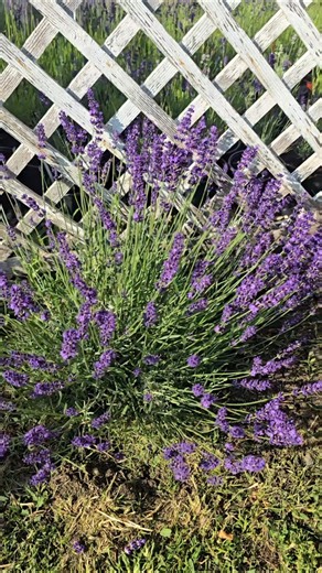 Tunderea Lavandei inainte de plantare! #lavanda #flori #plante