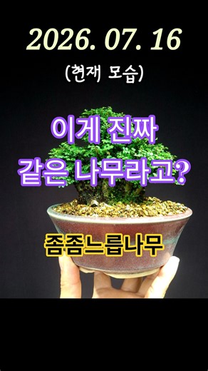 좀좀느릅나무(기러기느릅)의 4개월 변화 #bonsai #분재시그널 #좀좀느릅나무
