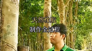 #创作灵感 #科普 #涨知识 #知识 天然橡胶制作全过程