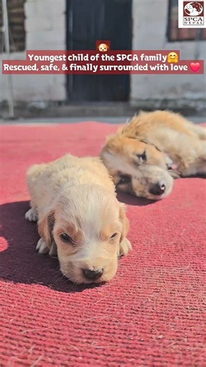 The youngest child of the SPCA family ❤️ Rescued, safe, and finally surrounded with love. SPCA Nepal: Preventing Animals Cruelty Since 1991 💝 Donate now 📱 Esewa: 9748261809 🏦 NMB Bank: 0760037913500018 (SPCA Nepal) 💳 Cards/GPay/ApplePay: zeffy.com/en-US/donation-form/spca-nepal 🌍 Paypal: paypal.com/us/fundraiser/charity/5301004 #SPCANepal #TheyNeedUs #rescued | SPCA NEPAL