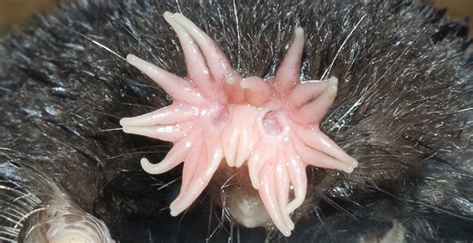 Why do star-nosed moles have a ‘hand’ on their face? | Natural History Museum