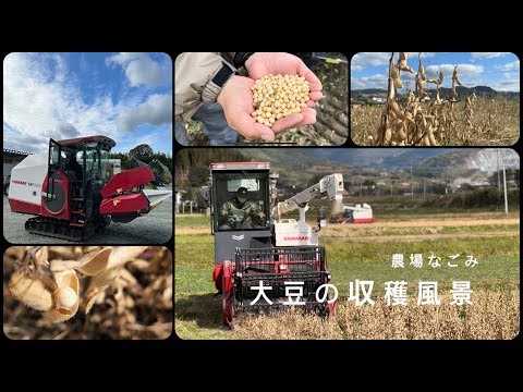 【農匠なごみ】大豆収穫-Soybean harvest scenery-