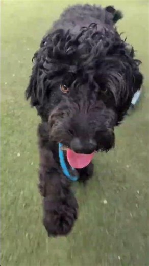 Cheesecake A161358