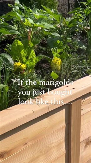 Pruning Tips for Healthy Marigolds in Your Garden