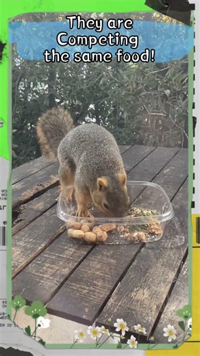 Squirrels and birds generally tolerate each other's presence | #wildlife #animals #birds #nature