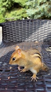 stash & dash #pablopicassothechippy | Van Gogh the Chippy