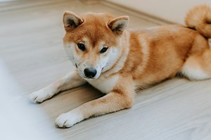 DOGE, BONK, FLOKI News: Dog Memecoins Rebound as Bitcoin Reaches $98,000