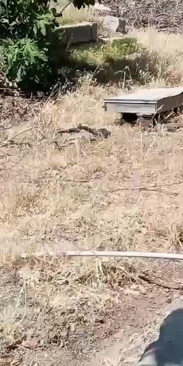 Exploring the Beauty of a Slithering Snake