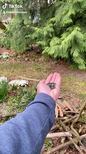 The Bird of the Week this week is the Townsend’s Warbler! #townsendswarbler #birdoftheweek #birdingtiktok