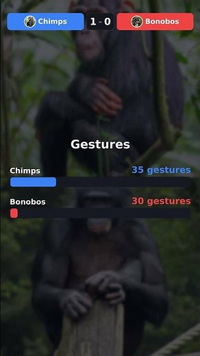 Chimps vs Bonobos: Communication Showdown