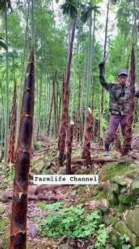 Amazing Take Down Bamboo Shoot #amazing #farming #satisfying #agriculture #farmlife #wildlife