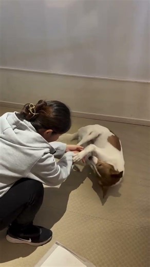 初対面の方には警戒 ：里親募集中のワンコ #Shorts #保護犬 #里親募集 #殺処分 #犬 #譲渡 #dog #ピースワンコ #譲渡センター #野犬 #飼育放棄
