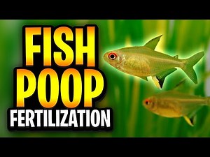 Fish Poop Fertilization Method - Thriving Aquarium Plant Growth Without Liquid Fertilizers!