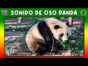 Panda bear sound - growl