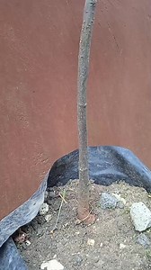 1.3M views · 10K reactions | Learn grafting jackfruit tree #gardening | GardeningFruit | Facebook