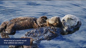 1K views · 58 reactions | Did you know sea otters have the thickest fur of any animal on Earth? They also have pockets located under their arms! Learn more: https://oceana.ca/en/marine-life/marine-mammals/sea-otter | Oceana Canada | Facebook