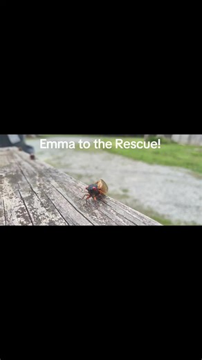 wordslinger (@wordslinger0)’s videos with Funny - Gold-Tiger