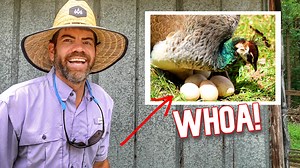 65K views · 6.5K reactions | Holy Cow At All The Peacock Eggs She's Sitting On!  Our Merchandise and Everything Else Cog Hill: https://www.coghillfarm.com/  Music "I Get Up" - John Coggins | Cog Hill Farm | Facebook