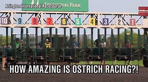 130K views · 1K reactions | We didn't know ostrich racing was a thing but it is hilariously awesome. Kristen Balboni for @TheBuzzer | FOX Sports | Facebook