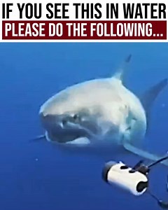 4.7M views · 125K reactions | Nightfam, make sure to tune in to this video, it may SAVE YOUR LIFE. Lately, there have been more shark attacks because of the warming waters. This can happen to anyone, even you. | Project Nightfall | Facebook