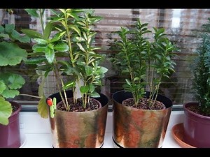 Cuttings of euonymus. How to propagate by cuttings.