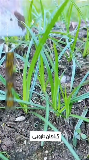 ‎🌷گلها و گیاهان طبیعت استان کرمانشاه 🌿🌳‎ on Instagram‎: "نام گونه گیاهی 🌿 سعد کوفی،، مشک زمین،،اریاسلام،،اویارسلام ارغوانی،پیزک، سونیه، سوتک گویش کردی «کلهری» 🌿سمڵ زبان کردی 🌿ڕە بناڵۆک ،،سۆتکە،،ڕە بن ئاڵۆک زبان عربی 🌿 سعد، سقیط ،،زبل المیعز ،،سعدالحمار طب سنتی 🌿 سعد، صباح الخیر، مشک زمین، حب الزلم، و سعد هندی بلوچی 🌿 کاب آذربایجان 🌿 « تپلاق» یا « توبولاق» مازندران🌿 « استکور» فرمانرو 🌿 گیاهان راسته 🌿 گندم سانان سرده:🌿اویار سلام گونه:🌿C. rotundus تیره 🌿جگنیان Cyperaceae یونانی 🌿Ky