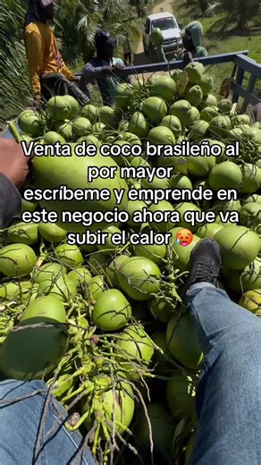 Venta de Coco Brasileño al por Mayor