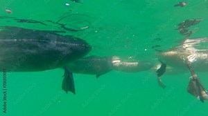 View from underwater of group of young white swans feeding while swimming in sea on surface of water near beach, Split level, Slow motion, Close up