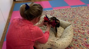 11K views · 116 reactions | Games combo 101! Using a boundary to help create a retrieve with no pressure and shared play. 殺 Top tip: Work on boundary games first. Value for the boundary is key! If you are new to boundary games, you can download our free step-by-step teaching guide: https://game.absolute-dogs.com/boundary-games-eBook | absoluteDOGS | Facebook