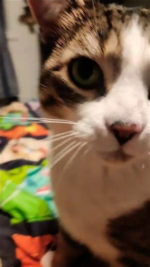 snore asmr when ur sad #trending #automobile #f16v #cat #memes #f1402 #catcat #petshub #crazycars